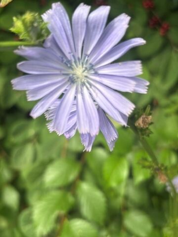 20260623_Blumenwiese5