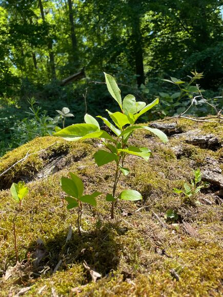 Pflanzenwelt_junge Roteiche auf Totholz-©NPSN Ermecke Pflanzenwelt_junge Roteiche auf Totholz-©NPSN Ermecke
