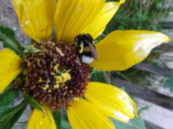 20250618_Web_Biene auf Blüte