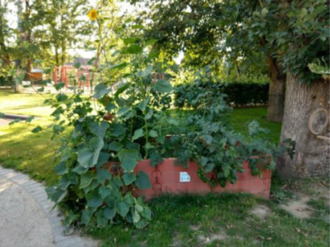 20250618_Hochbeet_Wildwiese