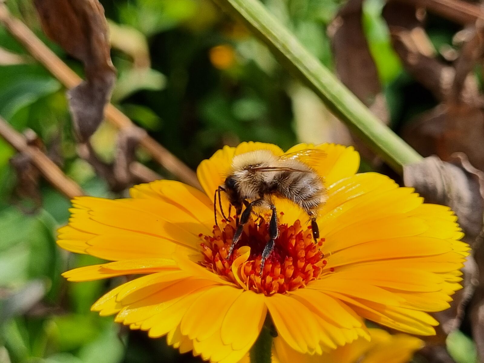 20220907_Wachtendonk_Bauerngarten-© NPSN Brillen (22)
