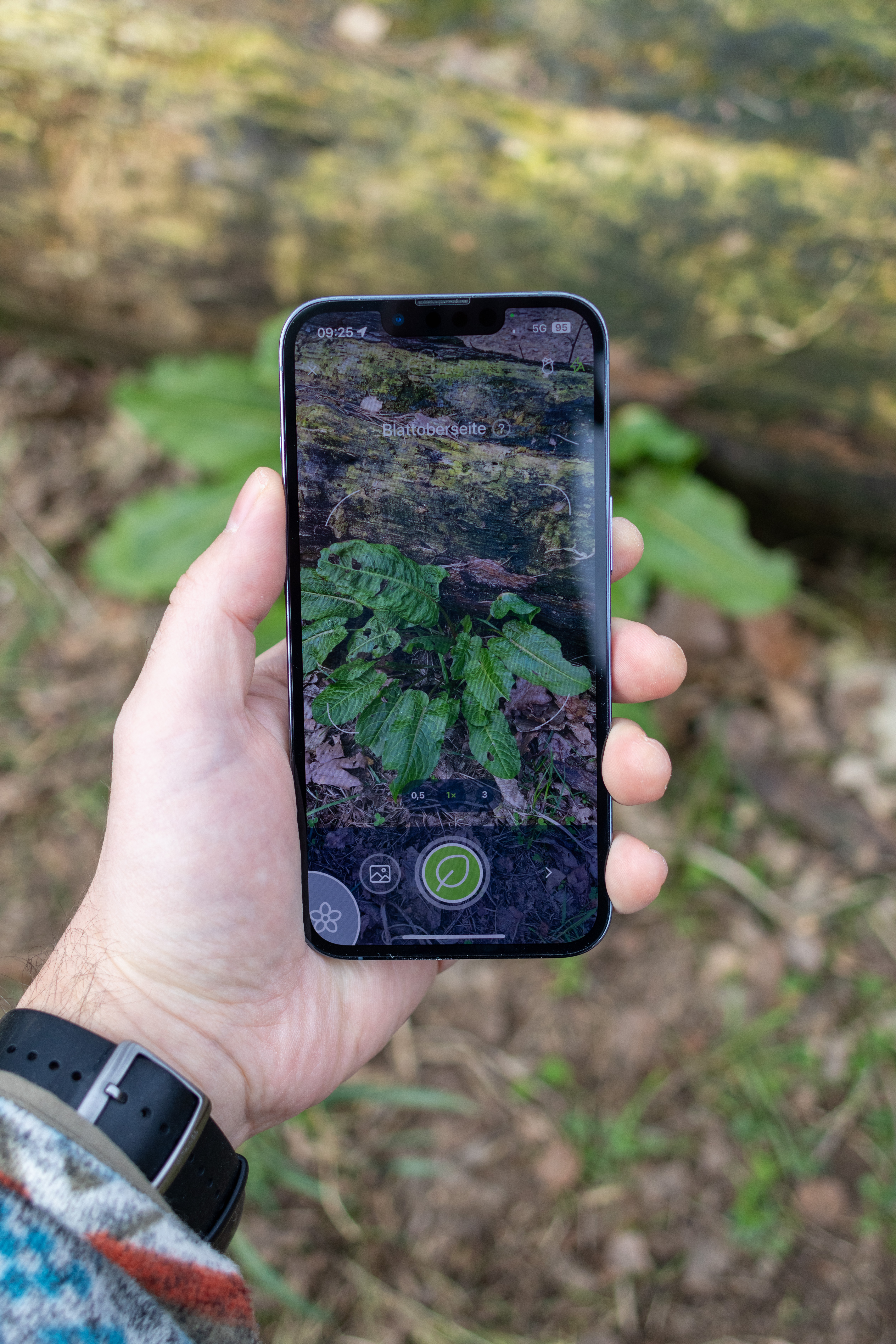 Pflanzenbestimmung per Smartphone - © NPSN Till Ermecke Pflanzenbestimmung per Smartphone - © NPSN Till Ermecke