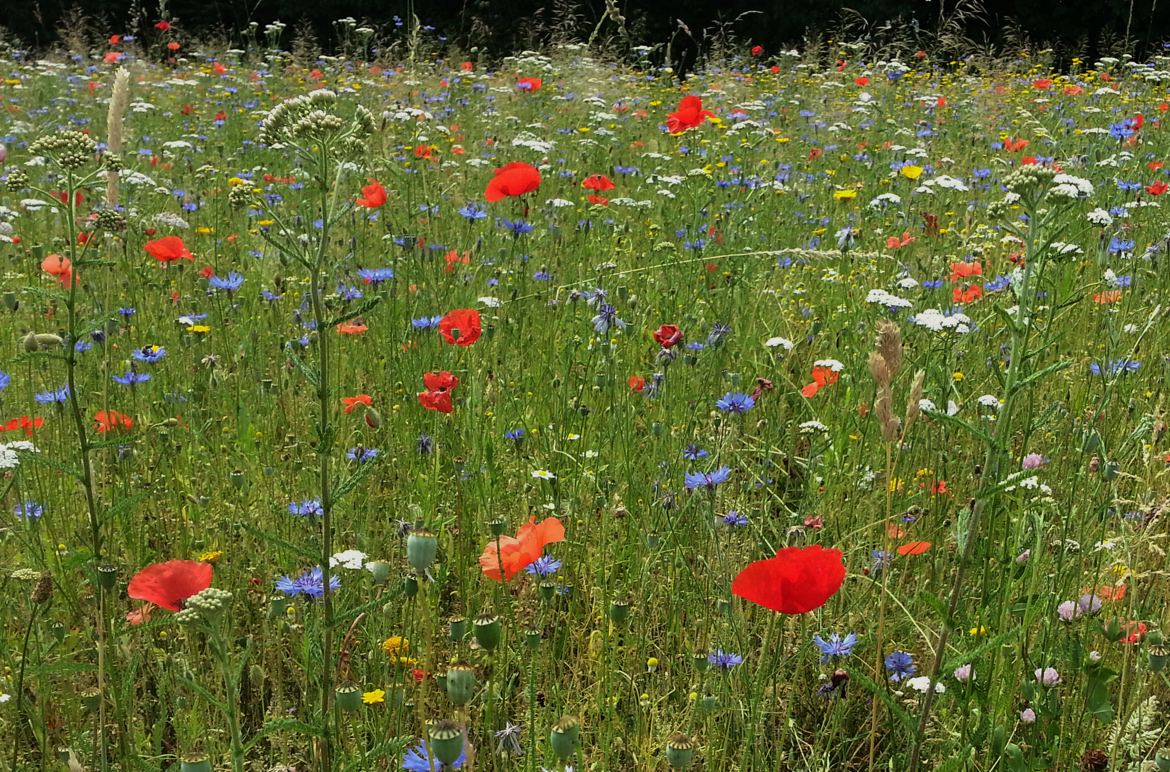 Wiese - © NPSN Kolb