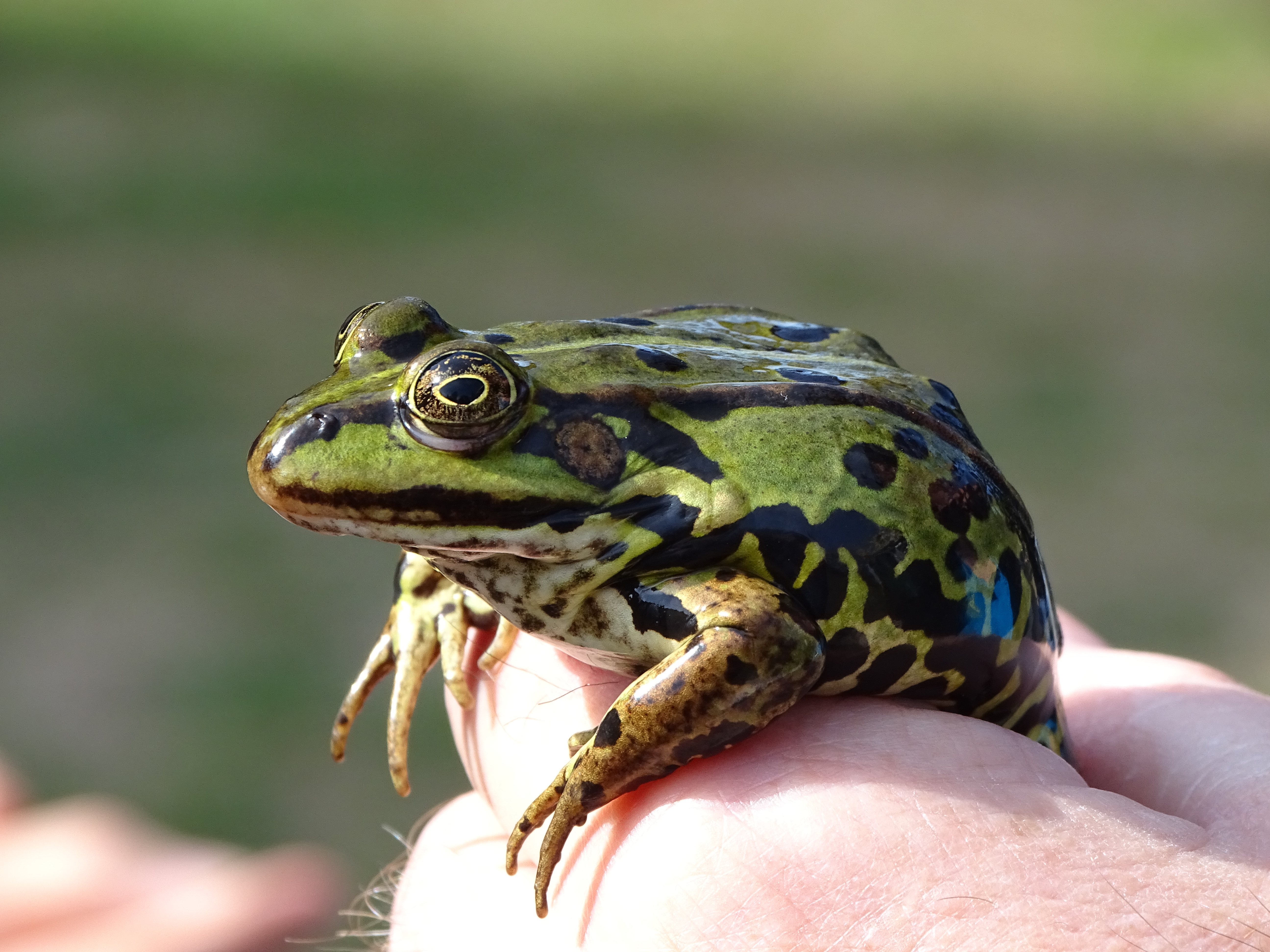 Wasserfrosch © Ralph Möllers
