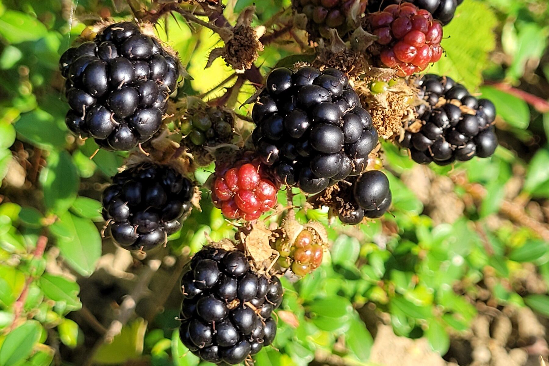 Brombeeren - © NPSN Christian Bruns