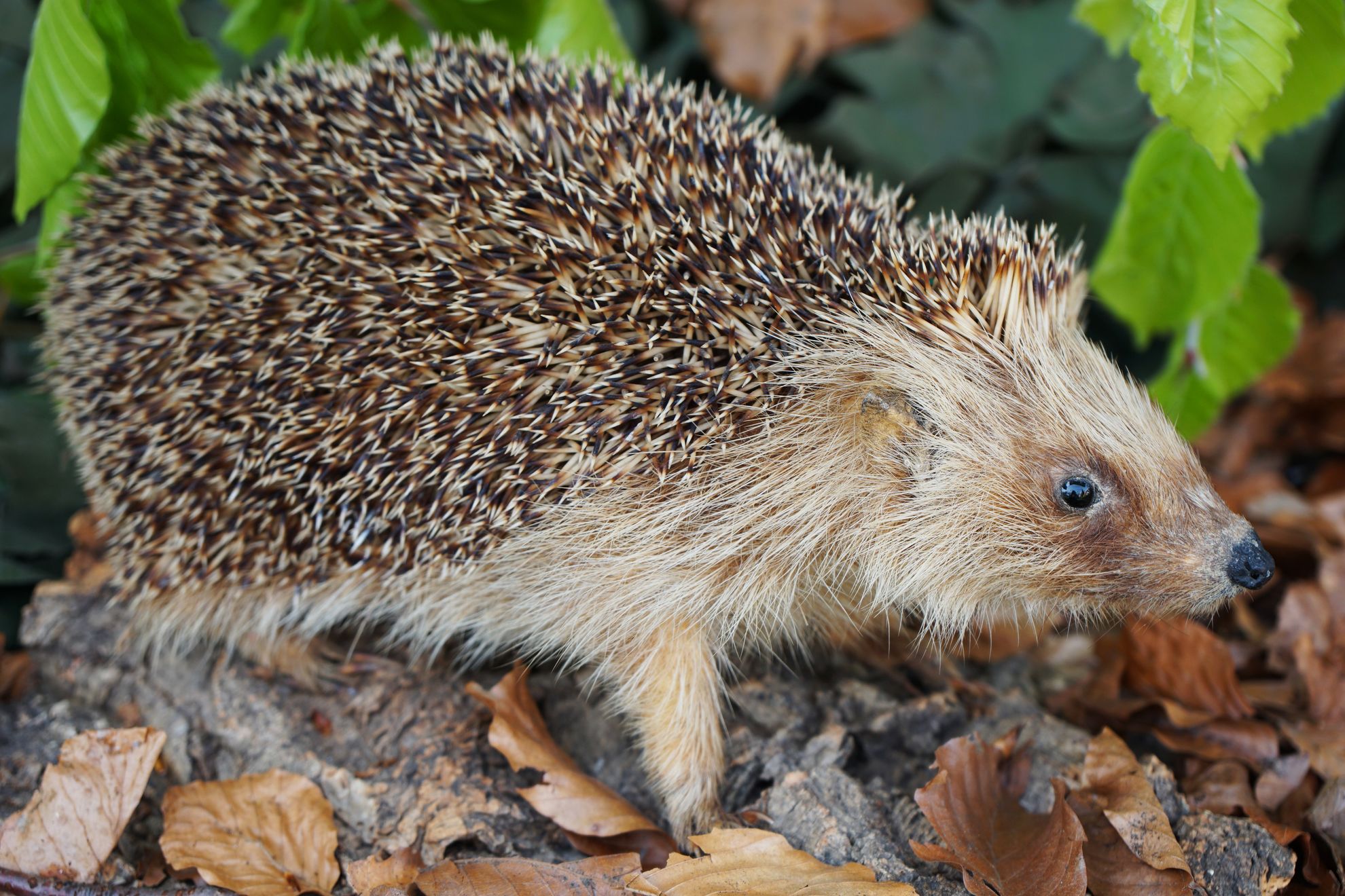 20150502_Igel-©NPSN Baier